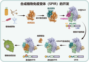 我国科学家建立可编程合成植物免疫受体设计平台